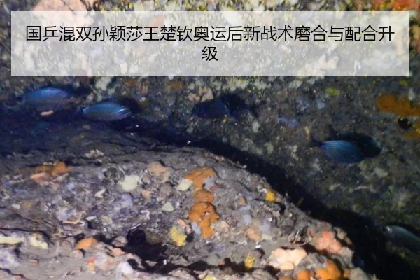 国乒混双孙颖莎王楚钦奥运后新战术磨合与配合升级